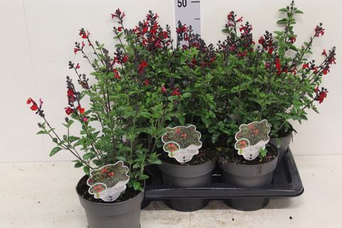 Salvia 'Royal Bumble'