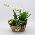 Kомпозиции Phalaenopsis