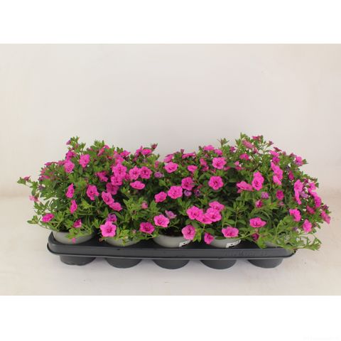Calibrachoa MINIFAMOUS DOUBLE PINK