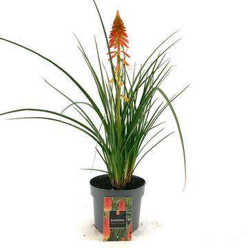 Kniphofia 'Papaya Popsicle'