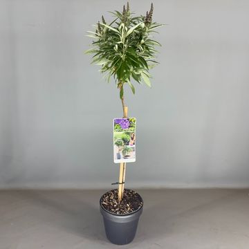 Buddleja davidii BUTTERFLY CANDY LITTLE PURPLE