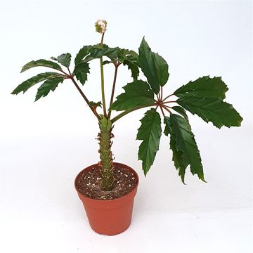 Begonia carolineifolia 'Highlander'