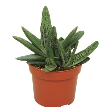 Gasteria 'Little Warty'