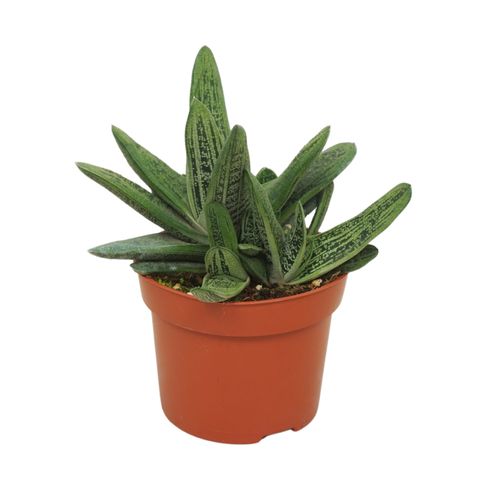 Gasteria 'Little Warty'