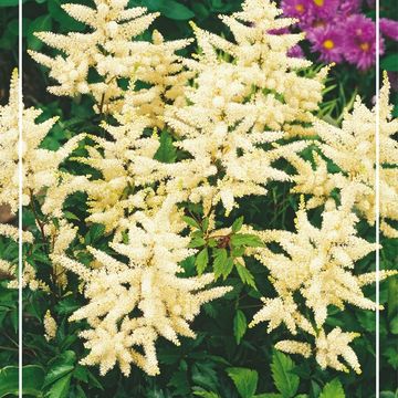 Astilbe 'Whasingthon'