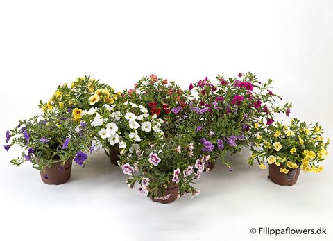 Calibrachoa MIX