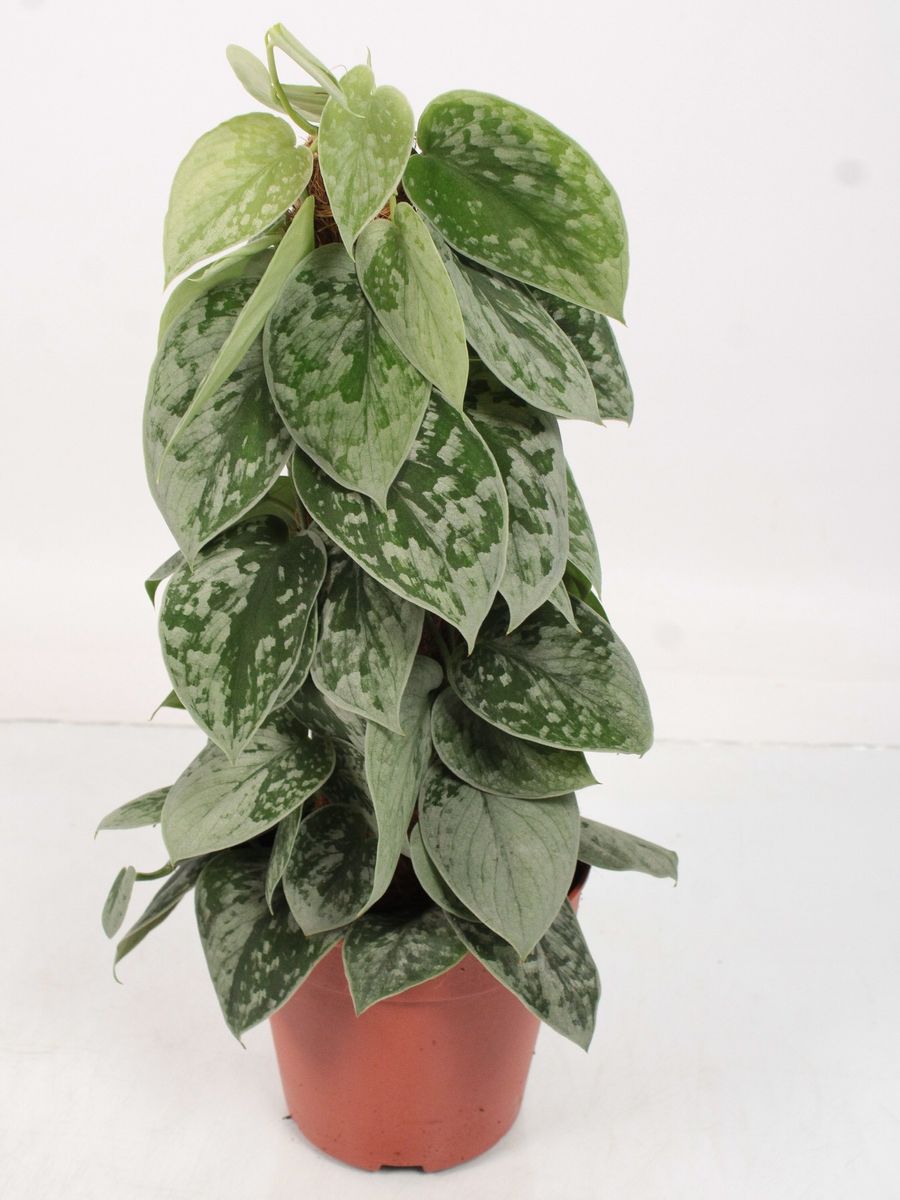 Scindapsus pictus 'Silvery Ann' — Рослини оптом FlorAccess