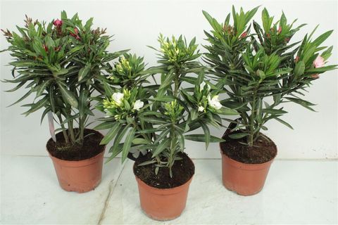 Nerium oleander MIX