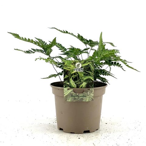 Rumohra adiantiformis 'Variegata'