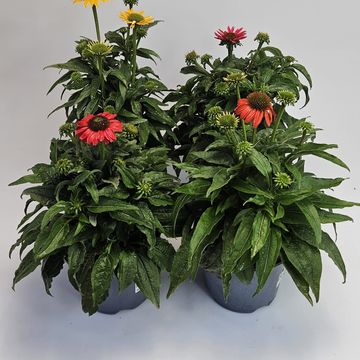 Echinacea LAKOTA MIX