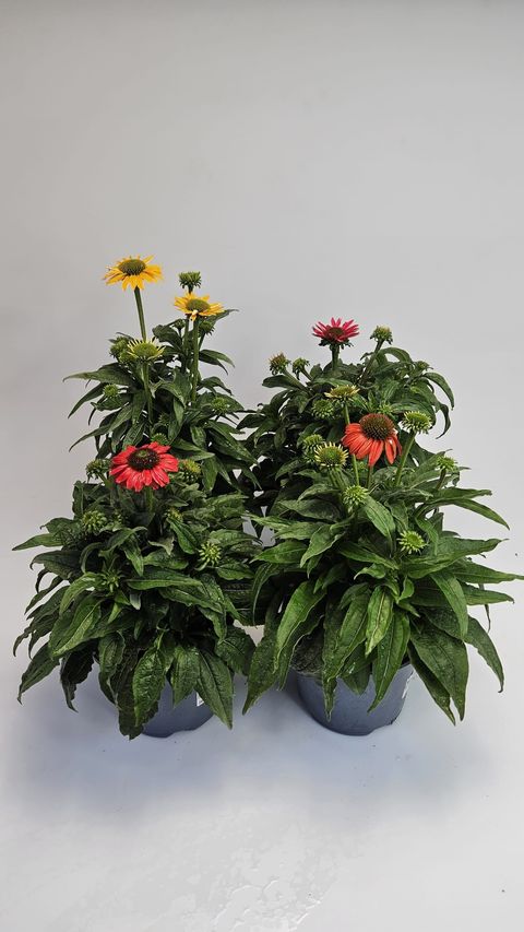 Echinacea LAKOTA MIX
