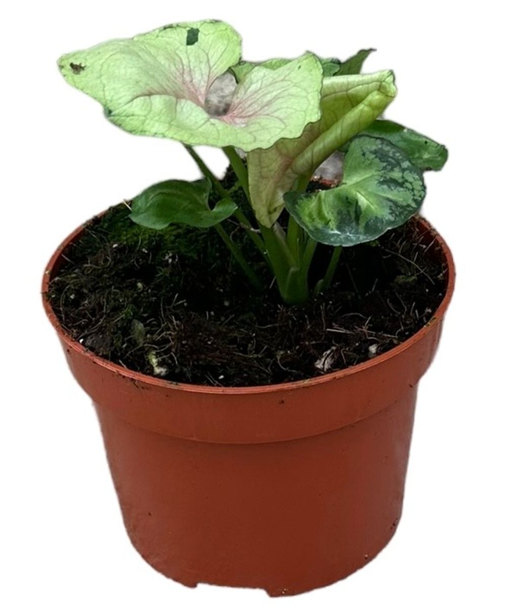 Leverans Sallsynt Vaxt Syngonium Bob Anspelning main image 1