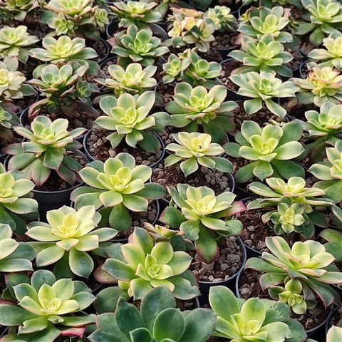 Aeonium decorum 'Tricolor'