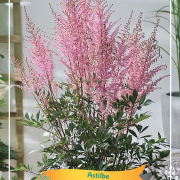 Astilbe 'Erika'