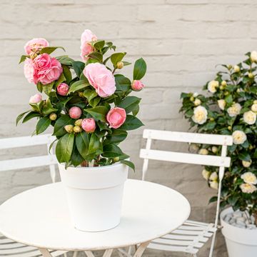 Camellia japonica 'Nuccio's Cameo'