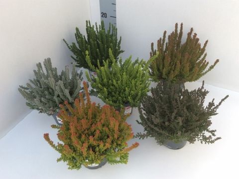 Calluna vulgaris SUNSET MIX — Plant Wholesale FlorAccess