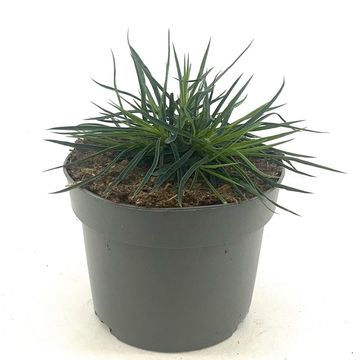 Dianthus carthusianorum