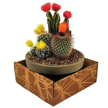 Arrangement Cactus