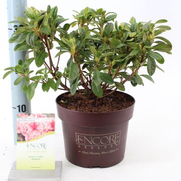 Rhododendron ENCORE SUNBURST