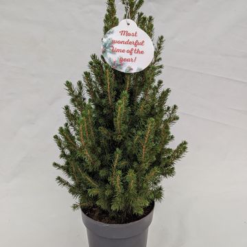 Picea glauca DECEMBER
