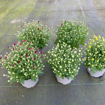 Chrysanthemum MIX