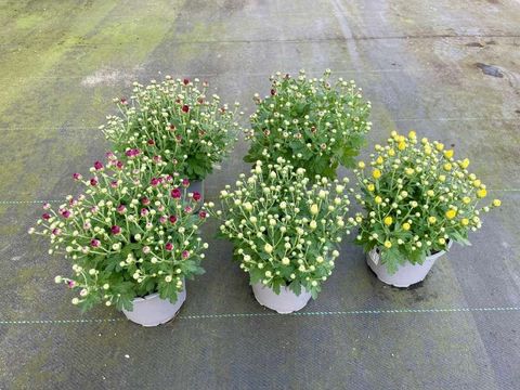 Chrysanthemum MIX