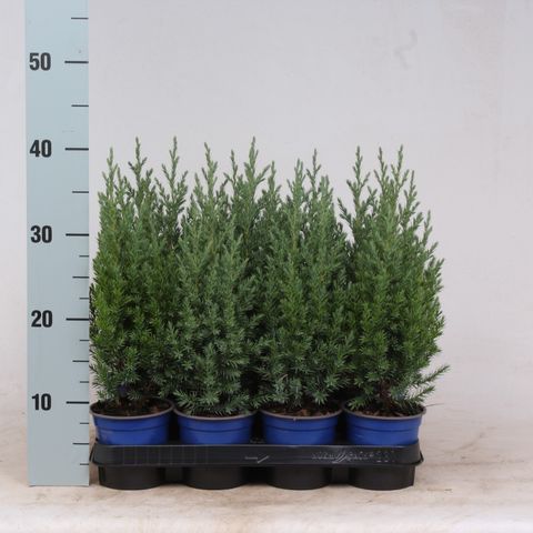 Juniperus chinensis 'Stricta'