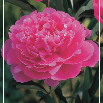 Paeonia 'Edulis Superba'