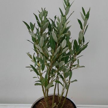 Salix helvetica