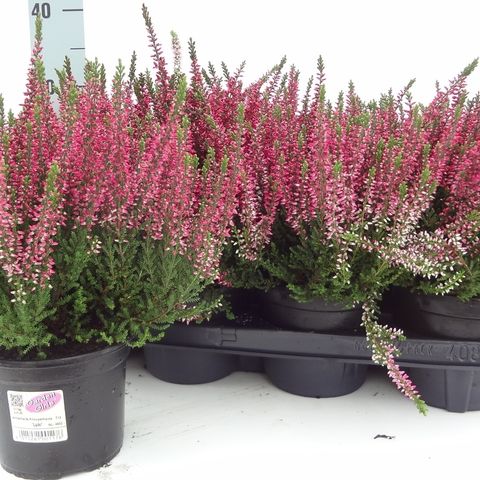 Calluna vulgaris GARDEN GIRLS LOKI