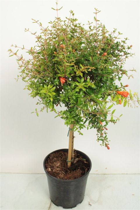 Punica granatum