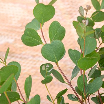 Eucalyptus websteriana 'Botanic Hearts'