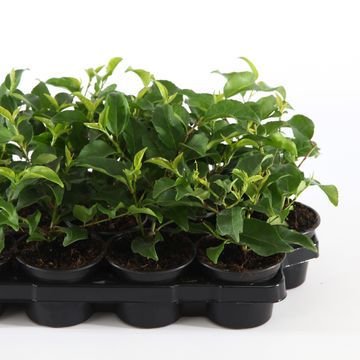 Prunus lusitanica azorica TICO