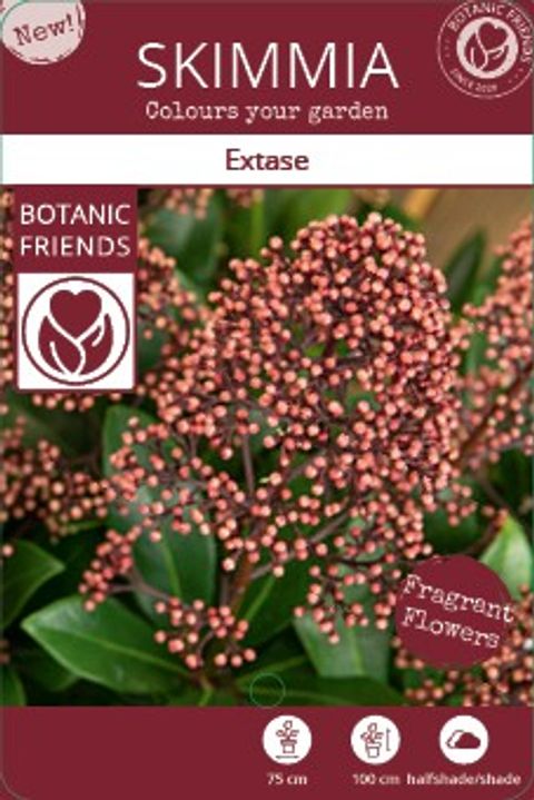 Skimmia japonica EXSTASE