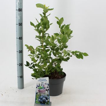 Vaccinium corymbosum 'Duke'