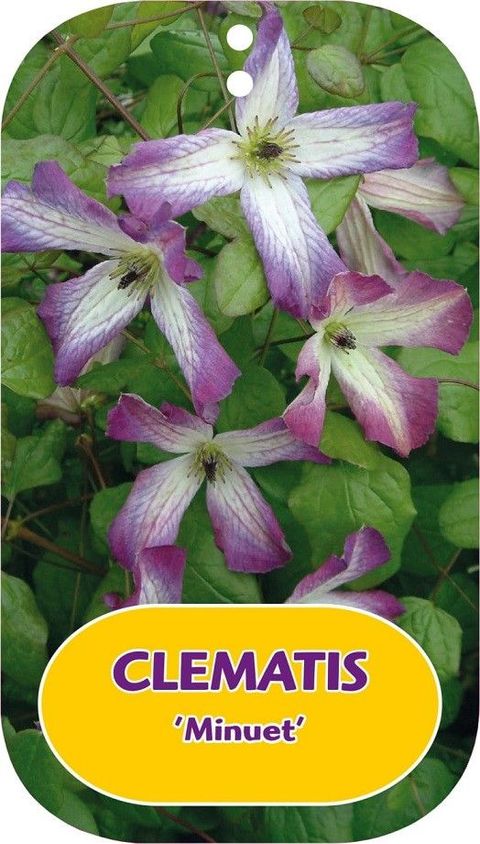 Clematis 'Minuet'
