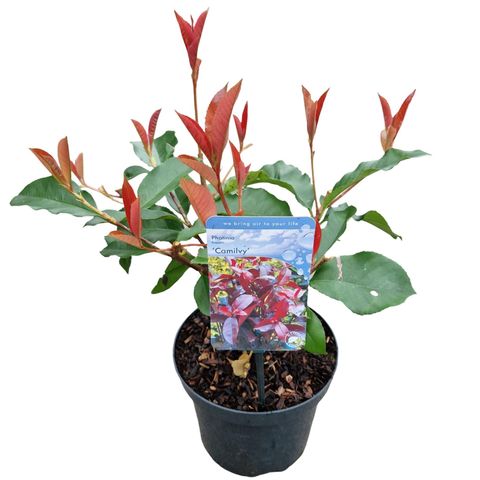 Photinia x fraseri 'Camilvy'
