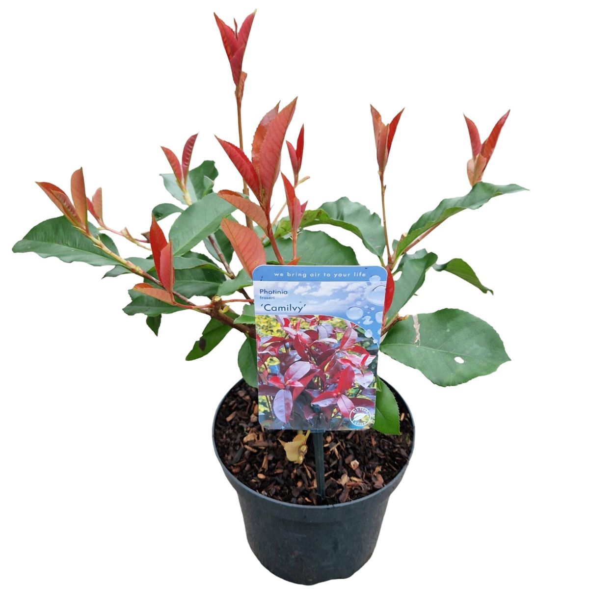 Photinia x fraseri 'Camilvy'  Pflanzengrohandel FlorAccess