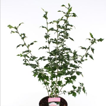 Hibiscus syriacus 'Lady Stanley'