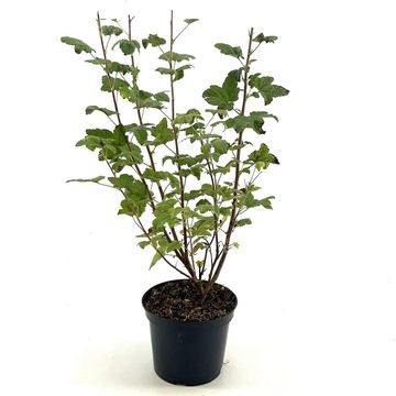 Ribes sanguineum