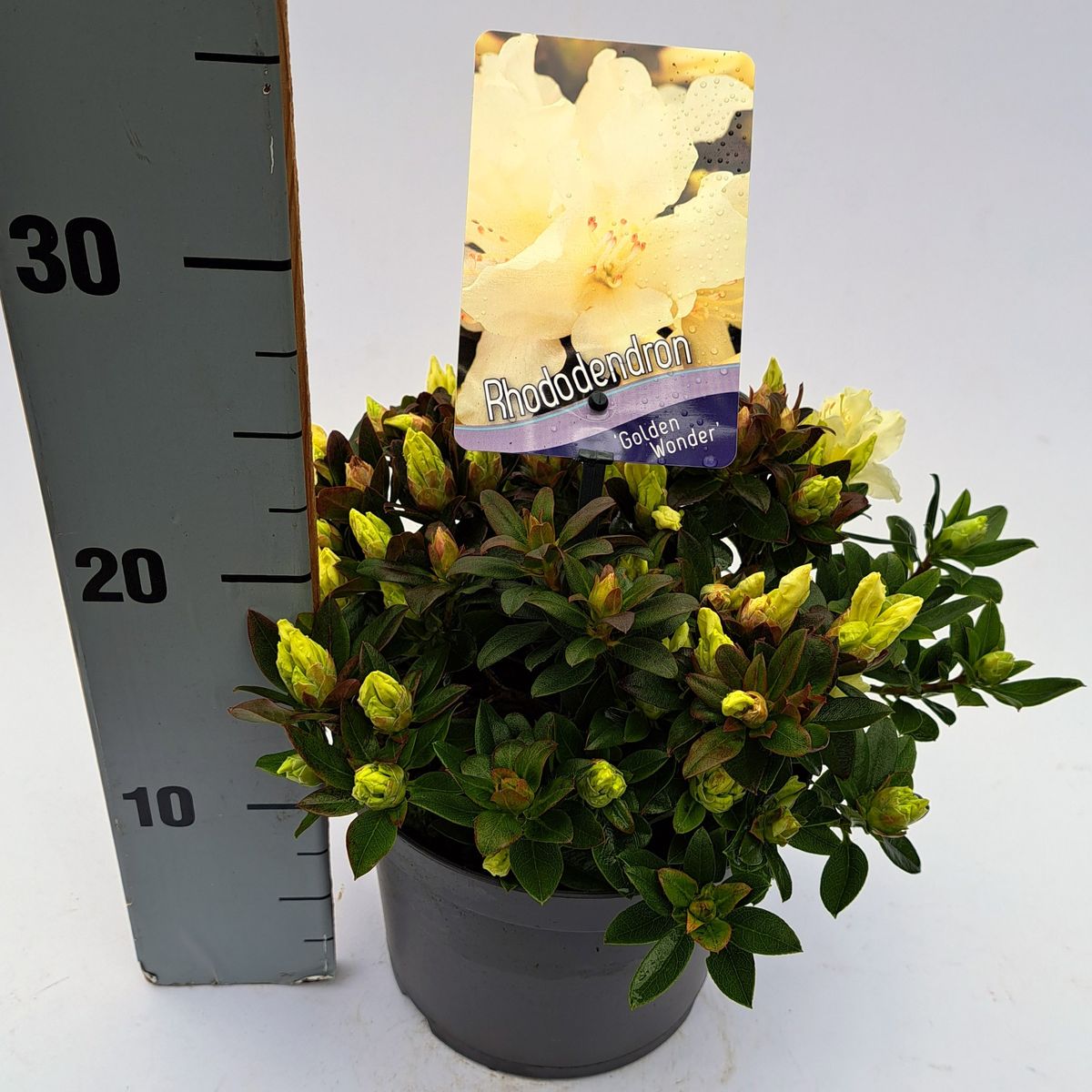 spt blhender rhododendron Rhododendron catawbiense 'Grandiflorum' - Rhododendron catawbiense  grandiflorum