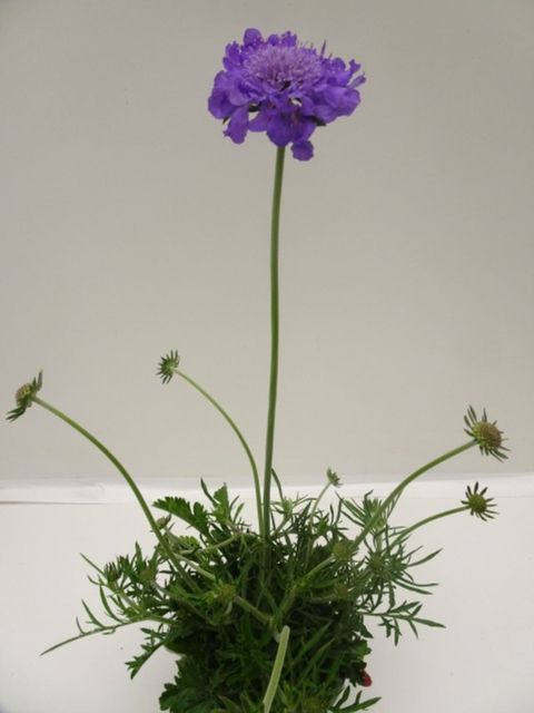 Scabiosa columbaria 'Mariposa Blue'