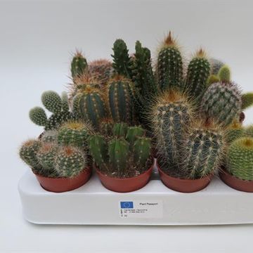 Cactus MIX