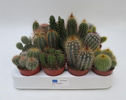 Cactus MIX