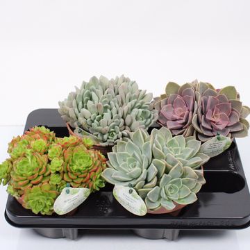 Succulents MIX