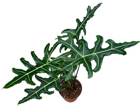 Alocasia portei 'Zebra'