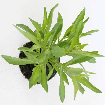 Helenium 'Moerheim Beauty'