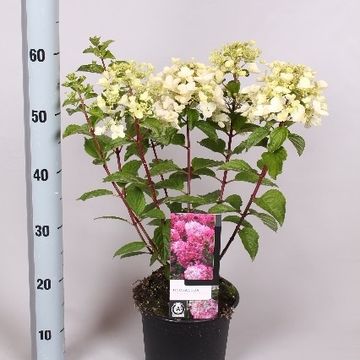 Hydrangea paniculata DIAMANT ROUGE