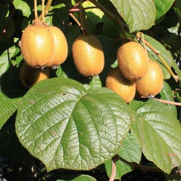 Actinidia deliciosa 'Jenny'