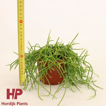 Rhipsalis baccifera shaferi